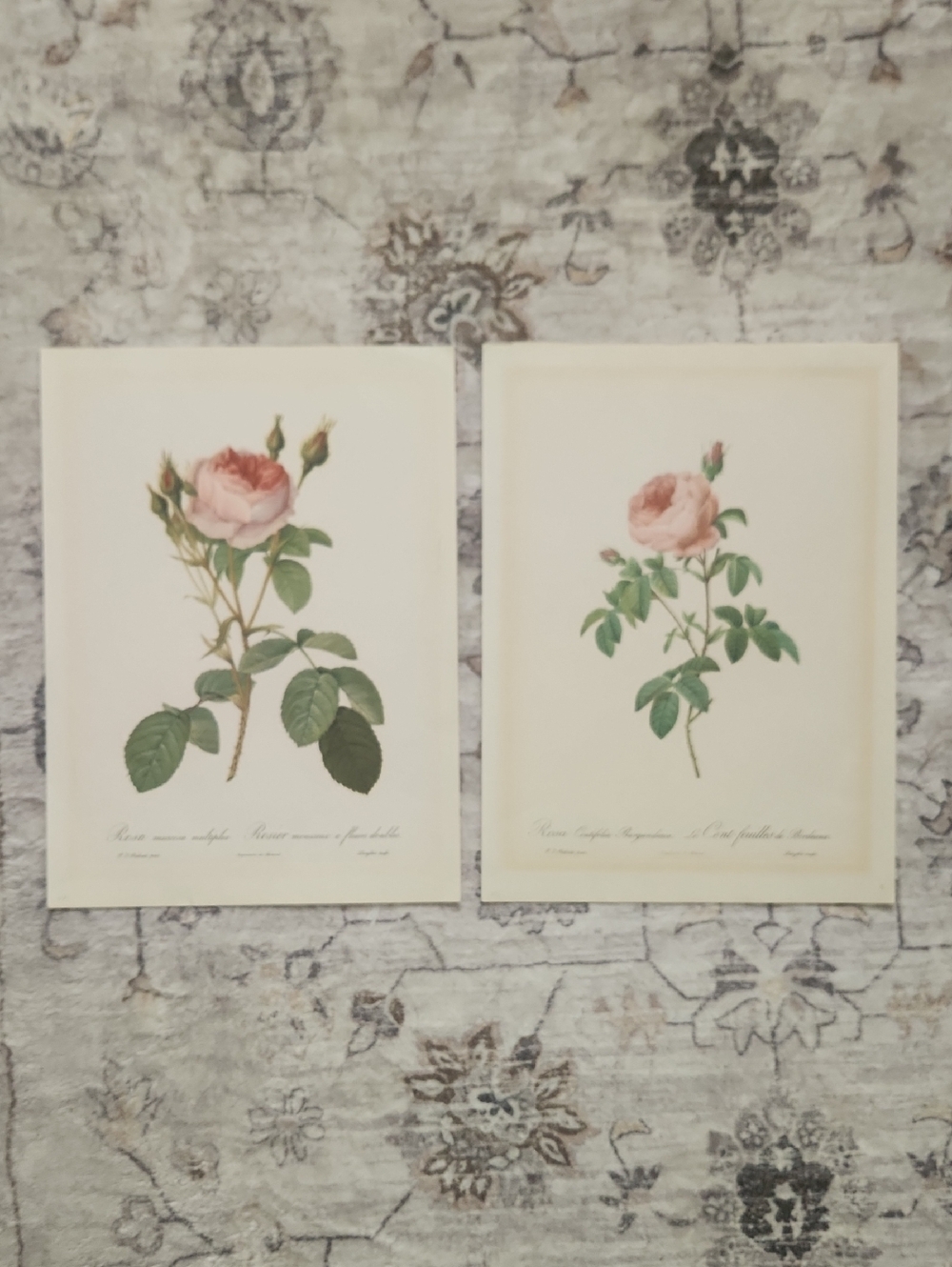 Vintage Pink Rose Botanical Art Prints - Set of 2